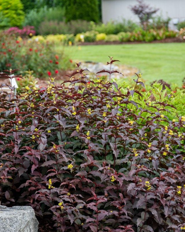 Diervilla splendens ‘Nightglow’® BE