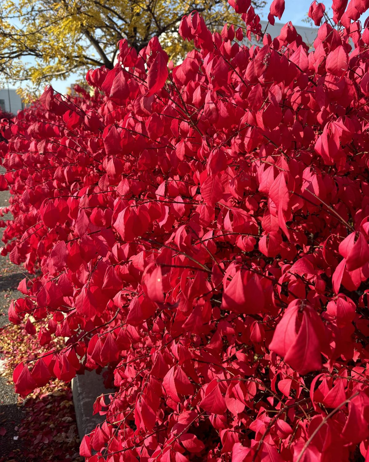 Euonymus alata ‘Compacta’