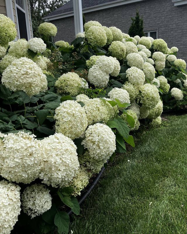 Hydrangea arborescens ‘Annabelle’