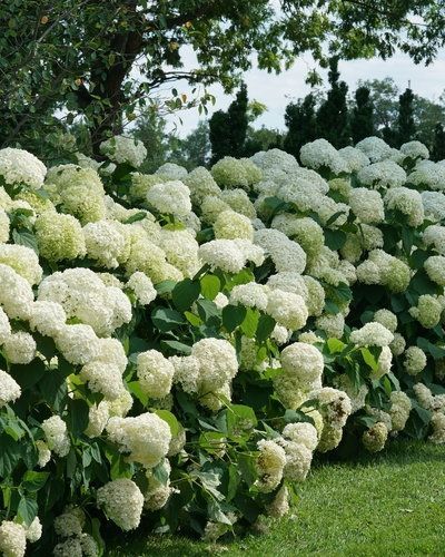 Hydrangea arborescens 'Incrediball'® PW