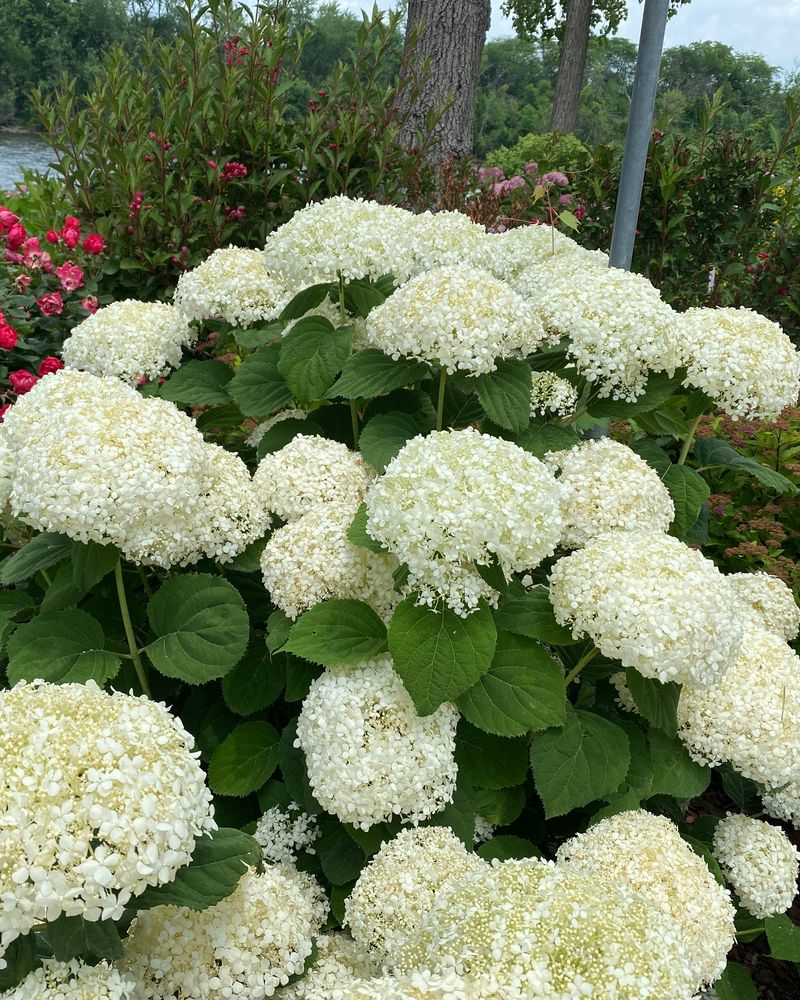 Hydrangea arborescens Incrediball 'Storm Proof'™ PW