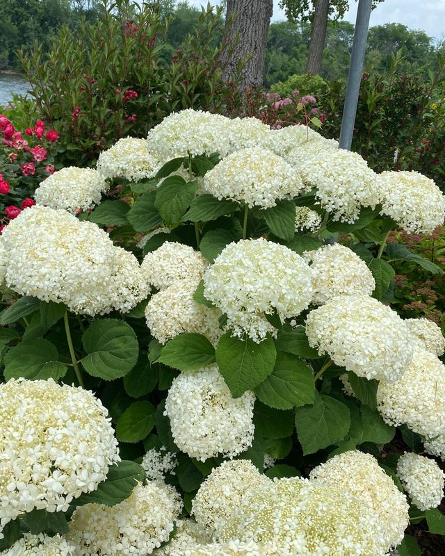 Hydrangea arborescens Incrediball 'Storm Proof'™ PW