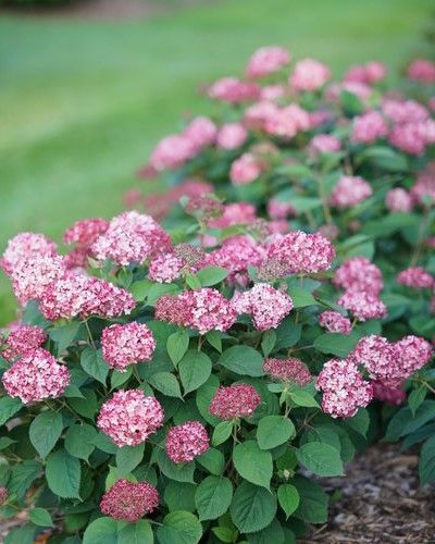 Hydrangea arborescens 'Invincibelle® Ruby' PW