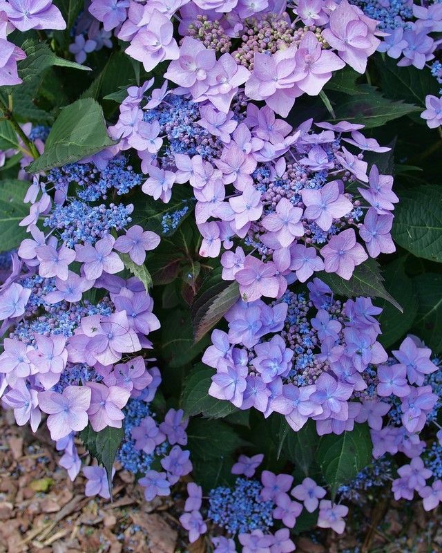 Hydrangea macrophylla 'Let's Dance Can Do!'™ PW