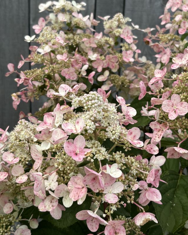 Hydrangea paniculata ‘Fire And Ice’