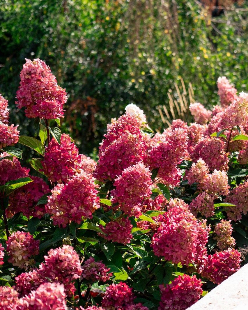 Hydrangea paniculata 'Bouncy'™ BE