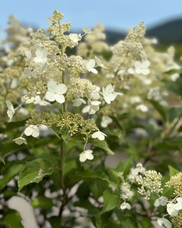 Hydrangea paniculata ‘Kyushu’