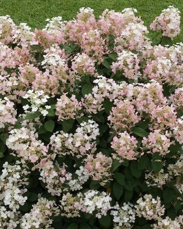 Hydrangea paniculata ‘Little Quick Fire’® PW