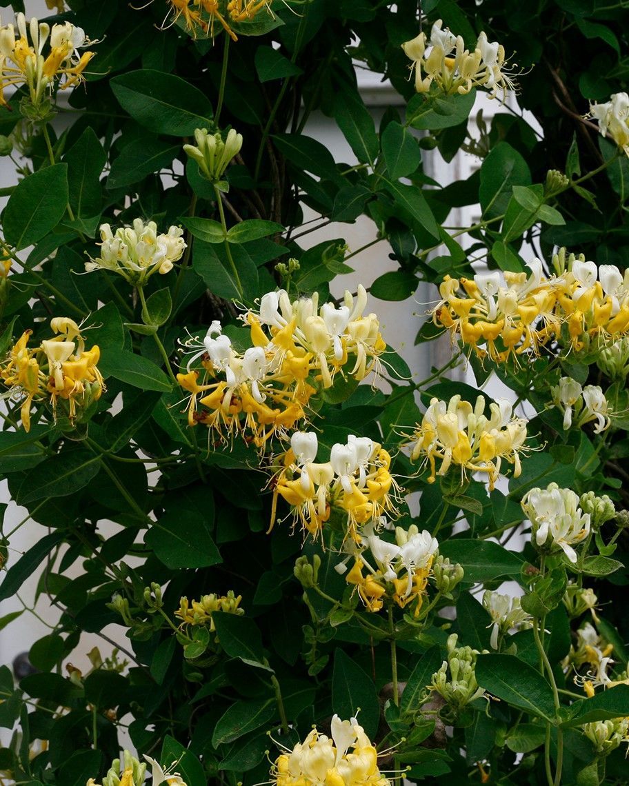Lonicera periclymenum ‘Scentsation’ PW