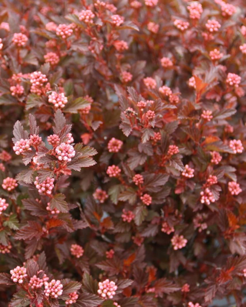 Physocarpus opulifolius 'Calico Kitty'™ BE