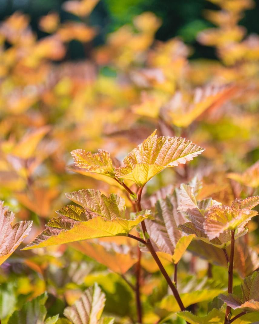 Physocarpus opulifolius 'Savana Sunset'™  BE