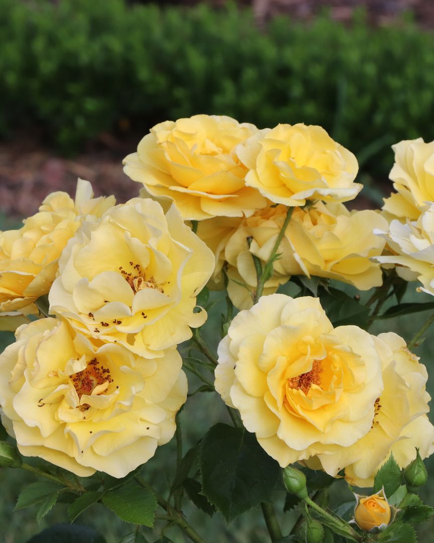 Rosa ‘Reminiscent®  Yellow’® PW