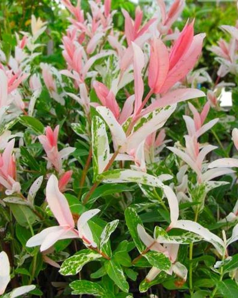 Salix integra 'Hakuro Nishiki'