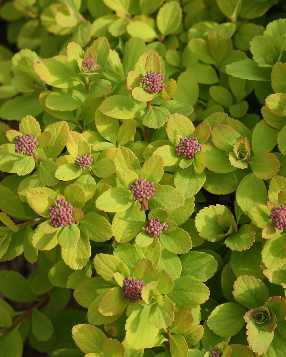 Spiraea betulifolia 'Glow Girl'® PW