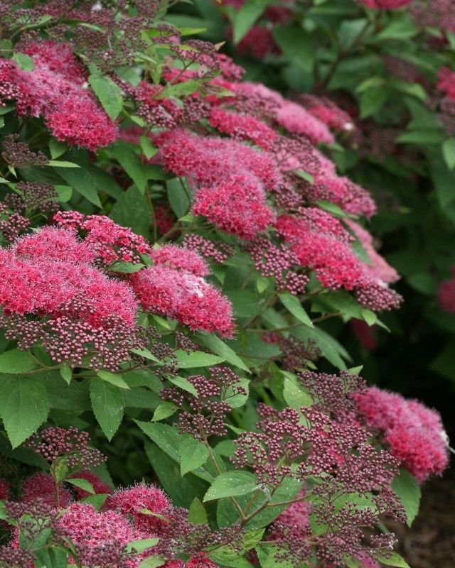 Spiraea Double Play® 'Red' PW