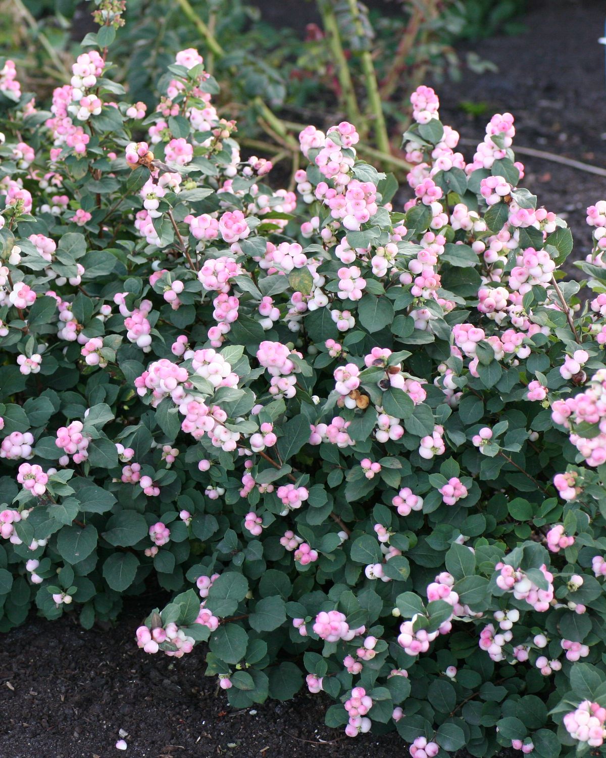 Symphoricarpos 'Proud Berry'® PW