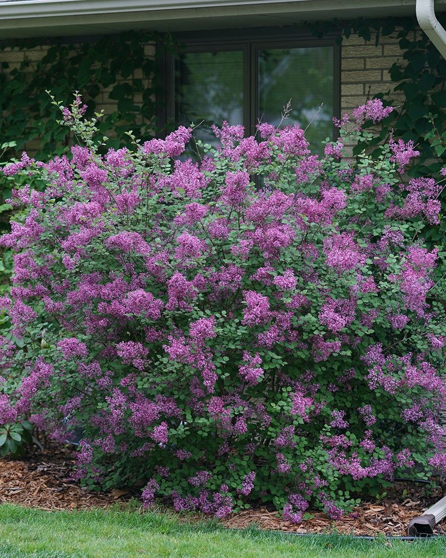 Syringa Bloomrang 'Dark Purple' PW