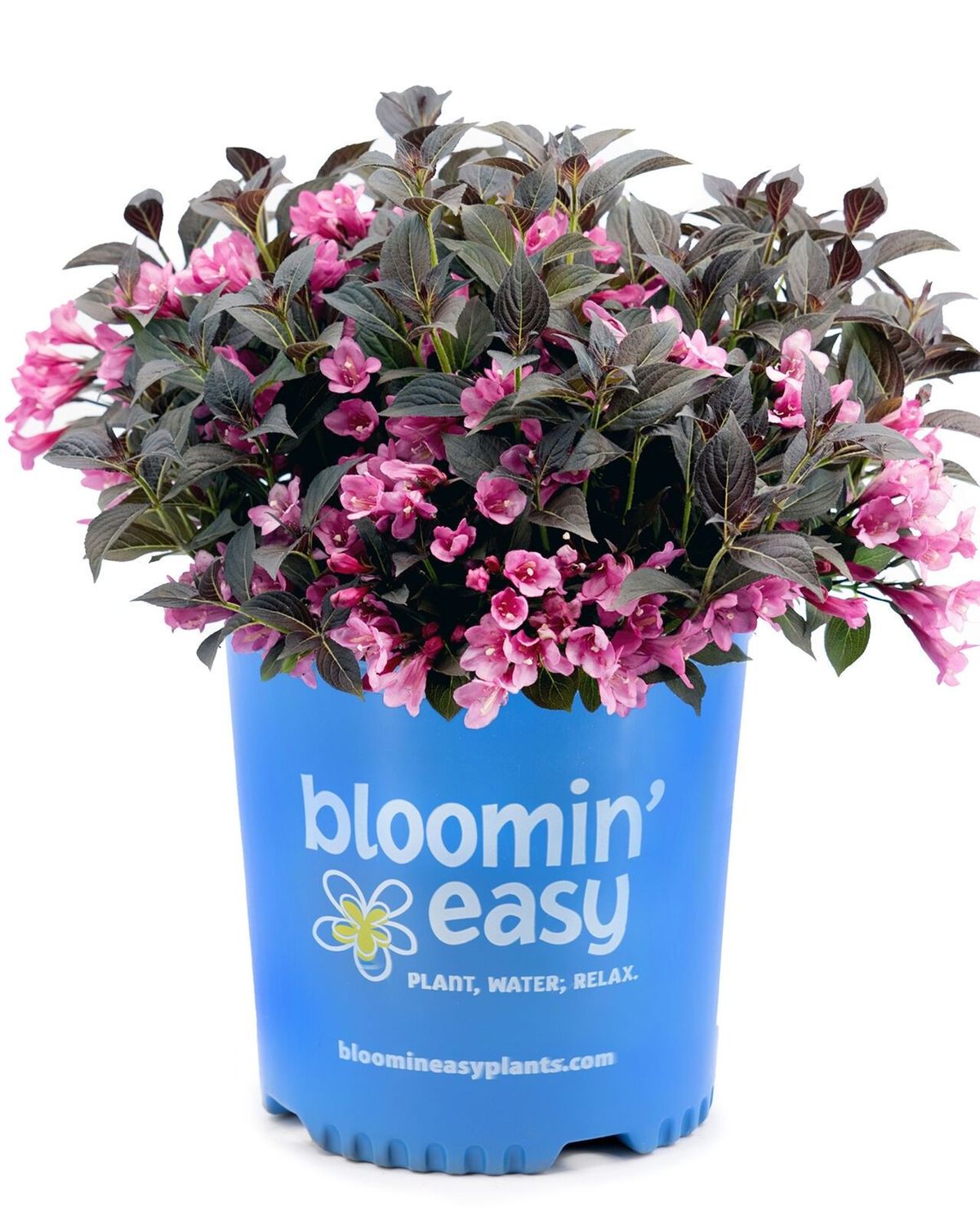 Weigela florida 'Stunner'® BE