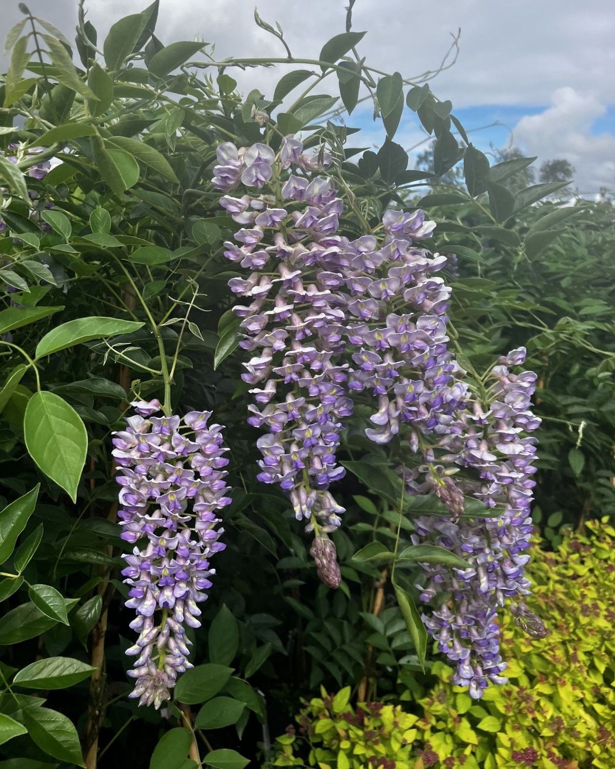 Wisteria macrostachya ‘Blue Moon’