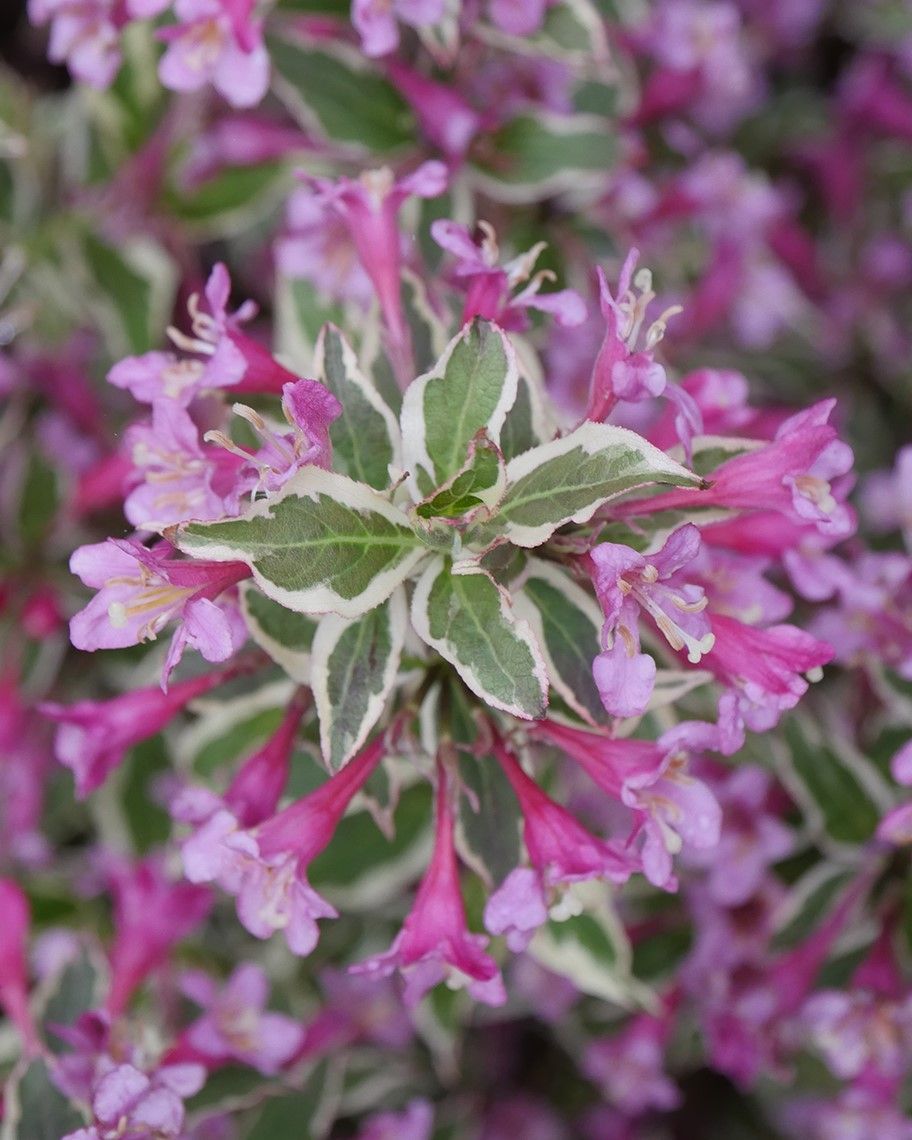 Weigela florida 'My Monet Purple Effect'® PW