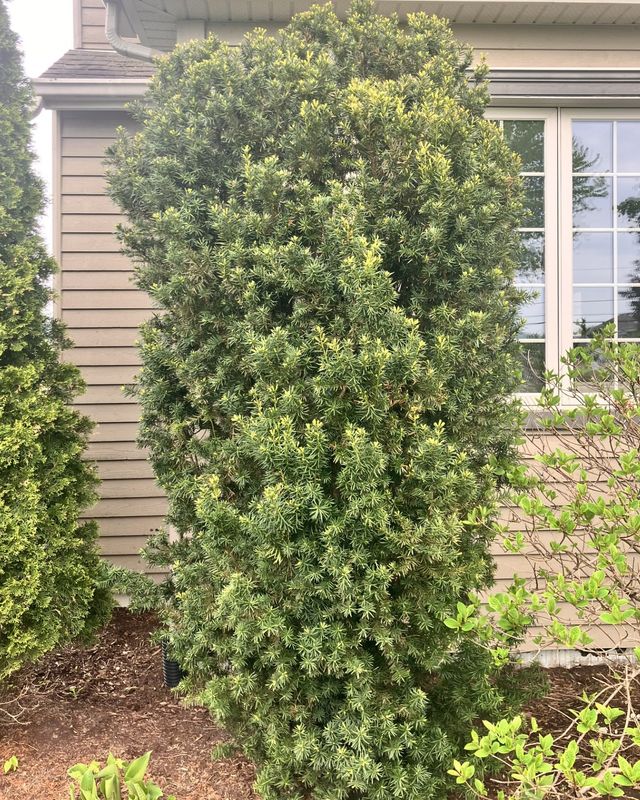 Taxus media 'Hicksii'