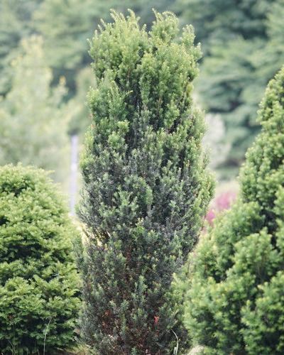 Taxus media 'Stonehenge'® PW