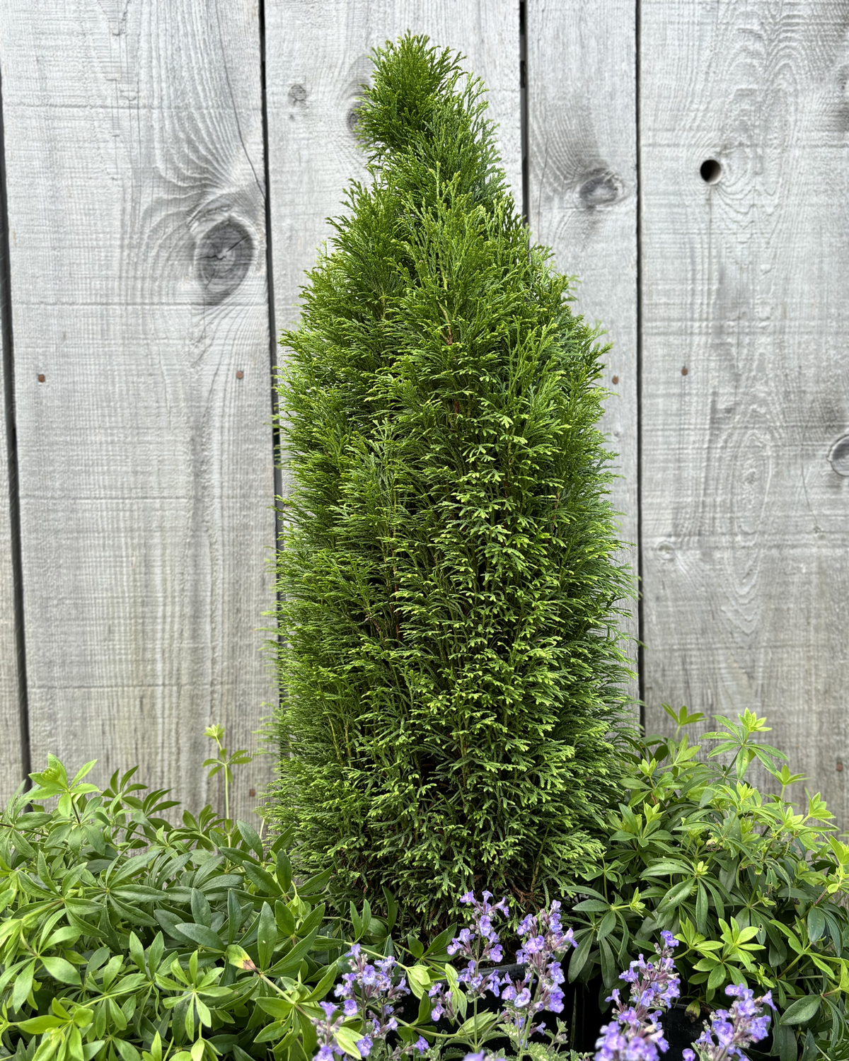 Thuya occidentalis 'Emerald Petite'