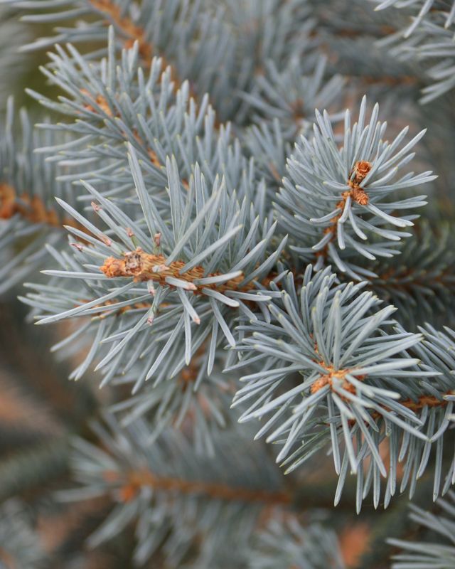 Picea pungens 'Fat Albert'