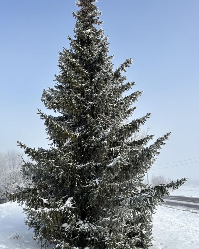 Picea omorika 'Bruns'