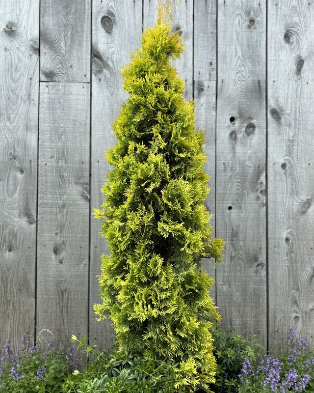 Thuya occidentalis 'Jantar'