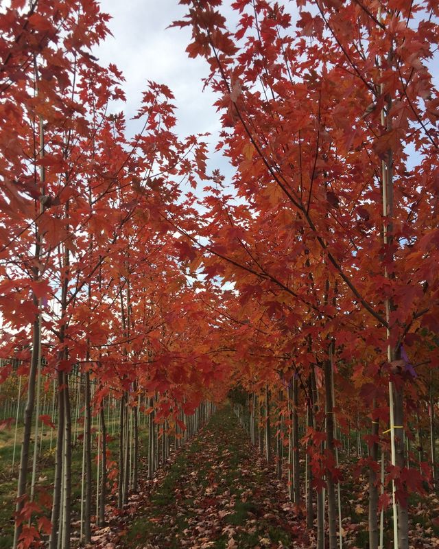 Acer freemanii 'Autumn Blaze'®