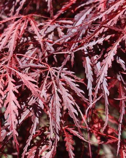 Acer palmatum Disectum 'Inabe-Shidare'