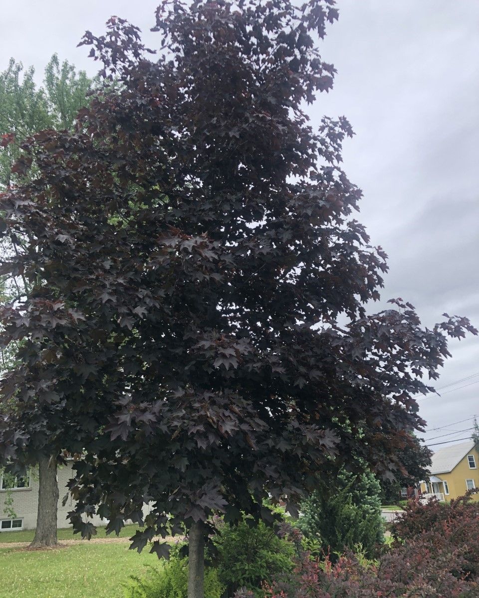 Acer platanoïdes 'Royal Red'