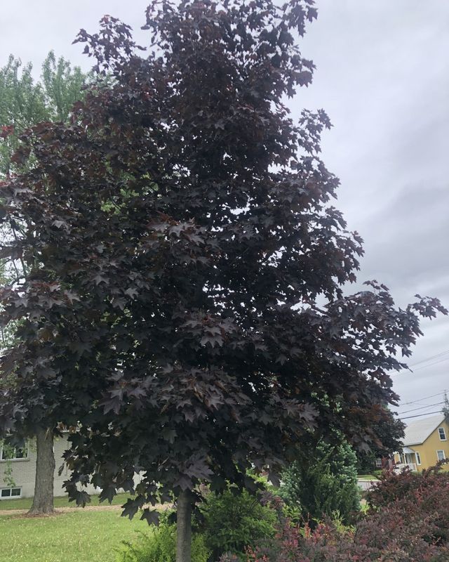 Acer platanoïdes 'Royal Red'