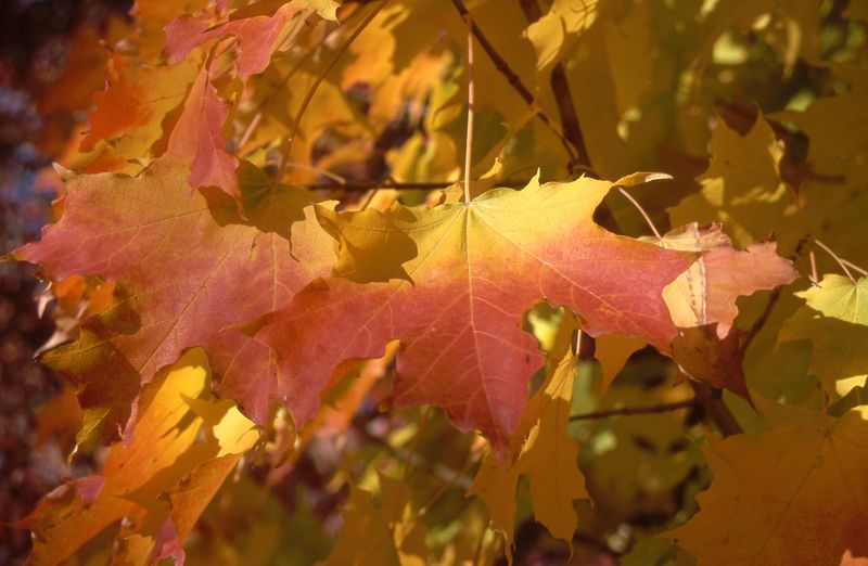 Acer saccharum 'Apollo'