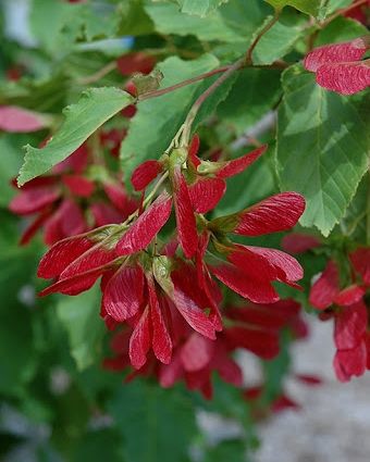 Acer tataricum 'Hot Wings'