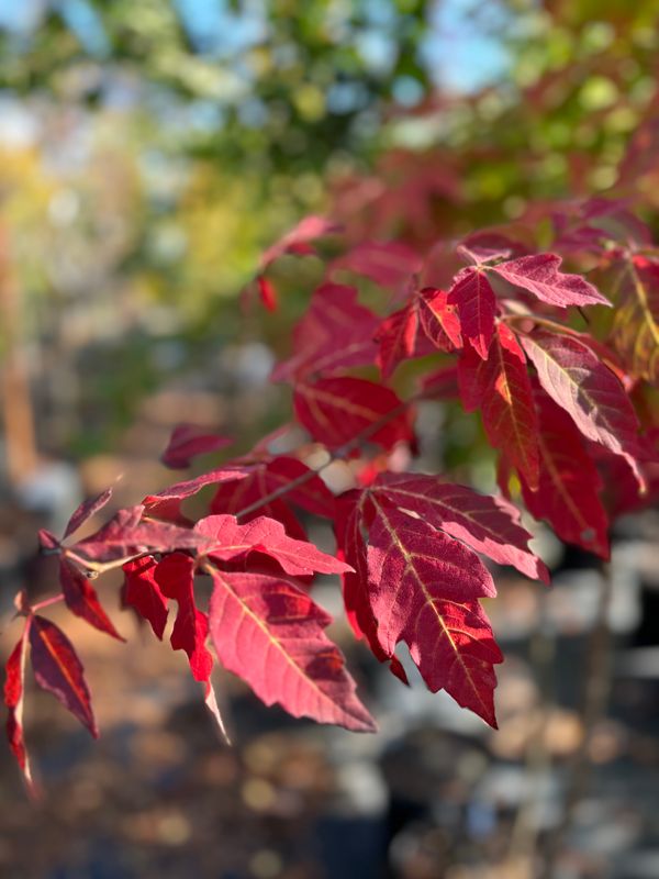 Acer triflorum