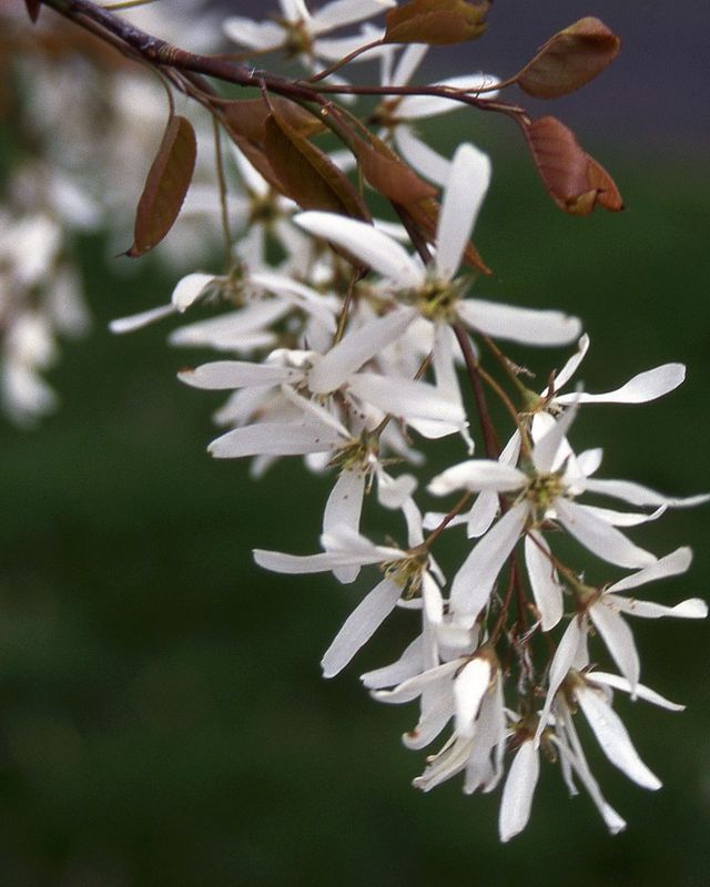 Amelanchier laevis