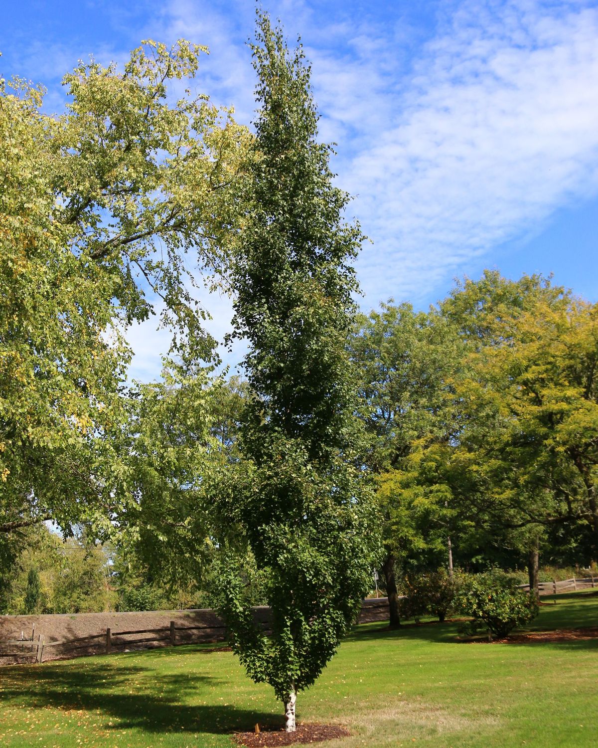 Betula platyphylla 'Parkland Pillar'