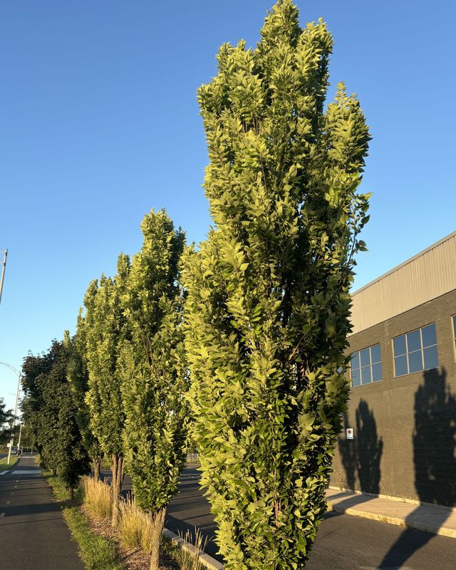 Celtis occidentalis 'Prairie Sentinel'
