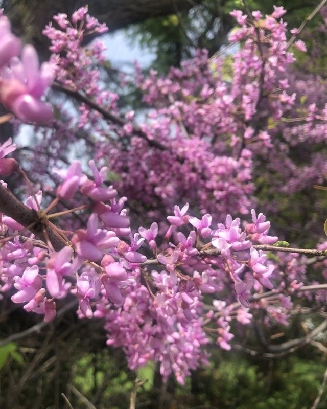 Cercis canadensis