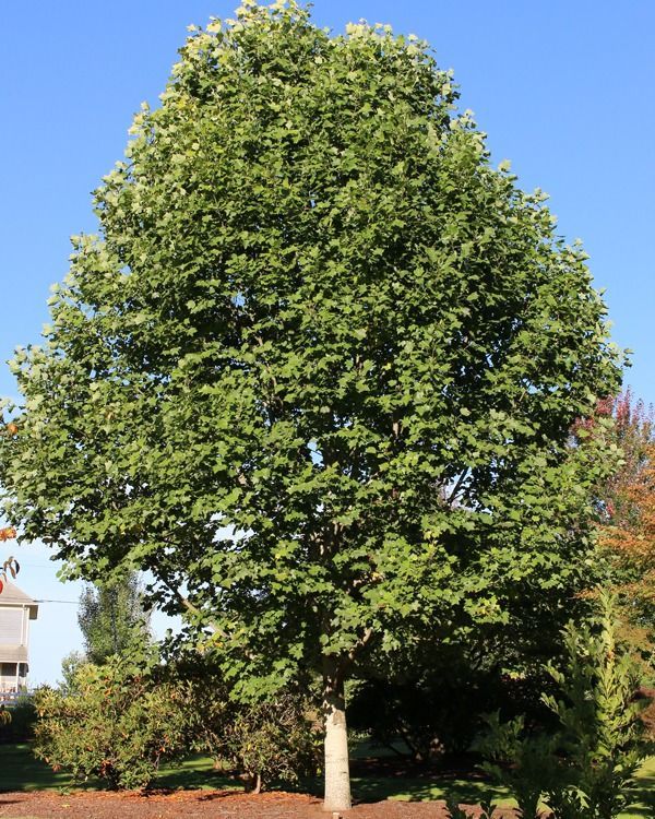 Liriodendron tulipifera 'Emerald City'®