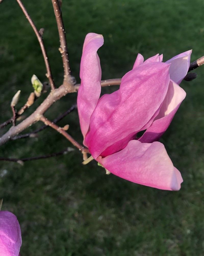 Magnolia soulangiana 'Susan'