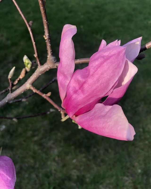 Magnolia soulangiana 'Susan'