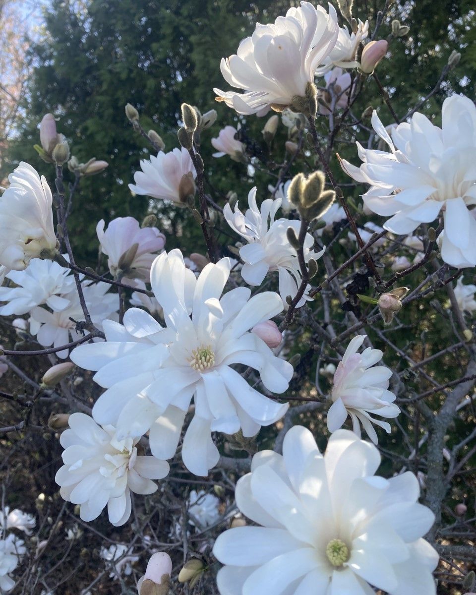 Magnolia stellata 'Royal Star'