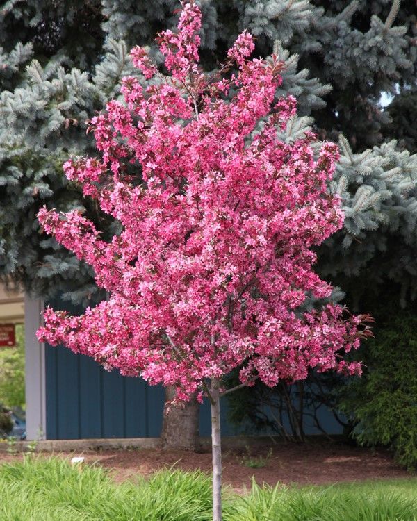 Malus 'Royal Raindrops'®