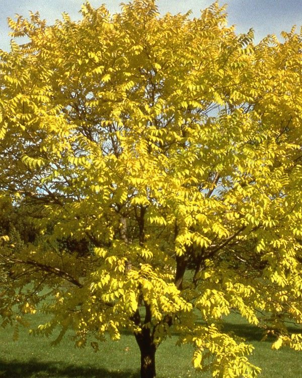 Phellodendron lavallei 'Eye Stopper'™