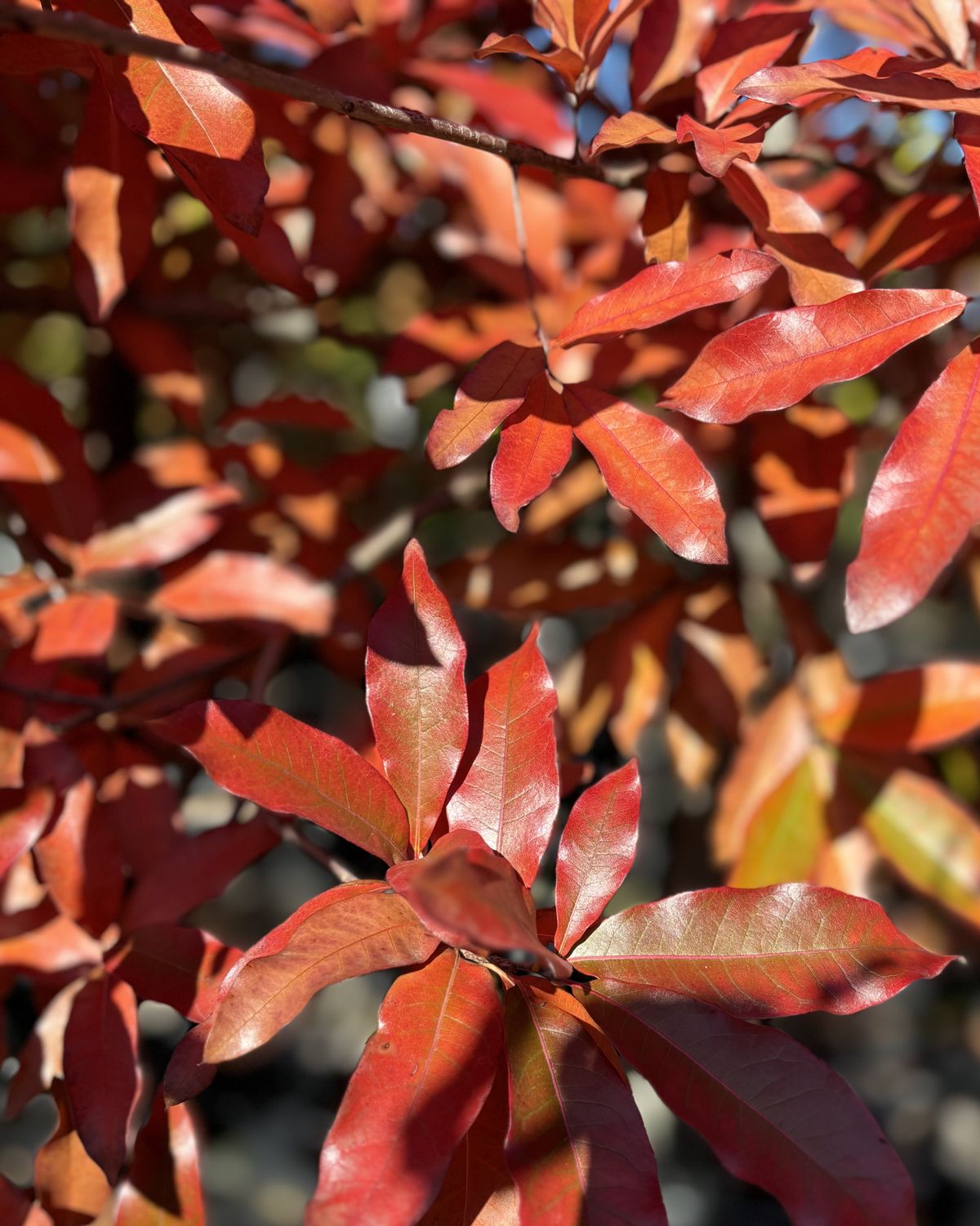 Quercus imbricaria