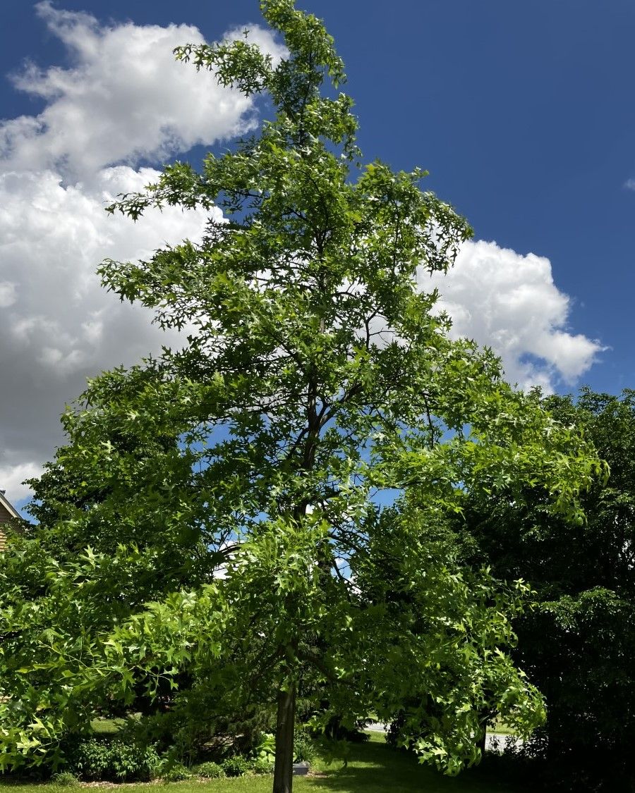 Quercus palustris