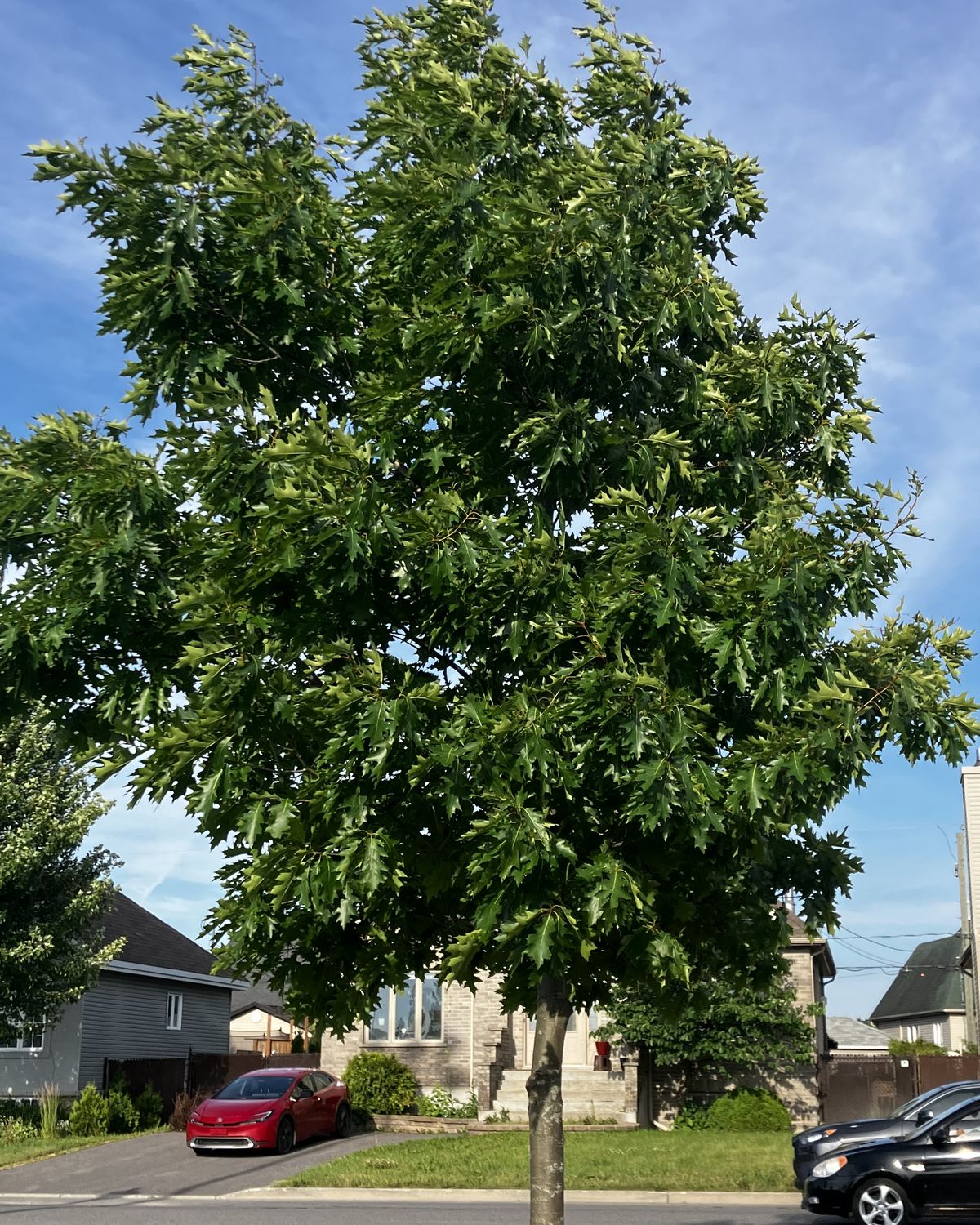Quercus rubra